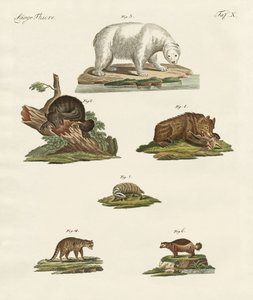 Varios tipos de osos de German School