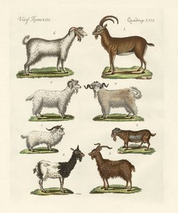 Varios tipos de cabras y machos cabríos de German School