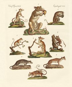 Varios tipos de marsupiales de German School