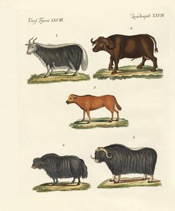 Varios tipos de bueyes de German School