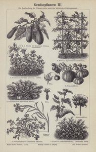 Vegetales de German School