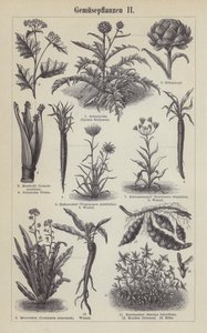 Vegetales de German School