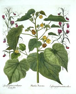 Malva y guisantes dulces, de Hortus Eystettensis, por Basil Besler, pub. 1613 de German School