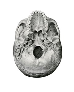 Vista ventral del cráneo humano de German School