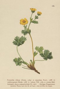 Potentilla villosa (Potentilla villosa, Potentilla maculata, Potentilla rubens, Potentilla crocea, Potentilla alpestris, Potentilla salisburgensis) de German School