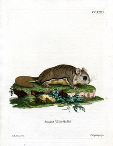 Ardilla voladora de Virginia de German School