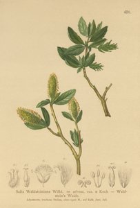 Sauce de Waldstein (Salix Waldsteiniana, Salix arbusc. var.) de German School