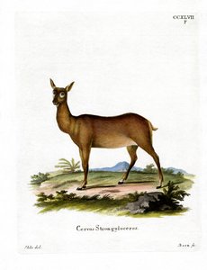 Wapiti de German School