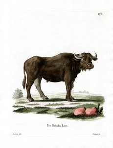 Búfalo de Agua de German School