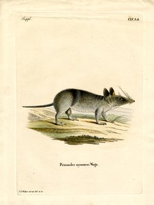 Bandicut Barrado Occidental