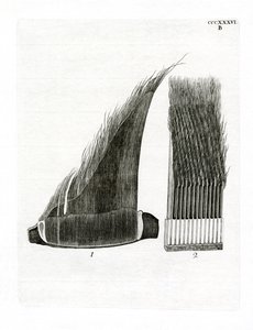 Placas de barbas de ballena de German School