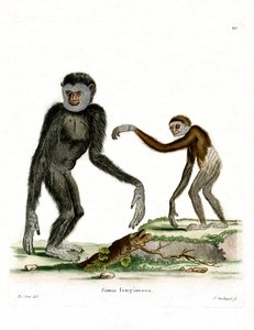 Gibón de Manos Blancas de German School