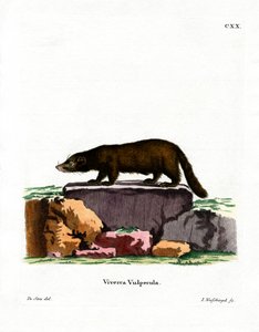 Coatí de nariz blanca de German School