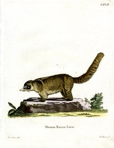 Coatí de Nariz Blanca