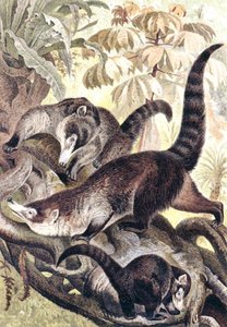 Coatí de nariz blanca, lámina de 