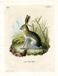 Liebre de Lados Blancos