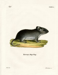 Ratón de Cola Blanca