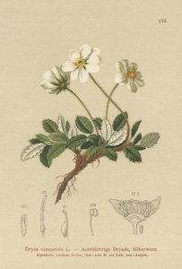 Dryas blanca