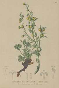 Genepi blanco (Artemisia mutellina, Artemisia umbelliformis) de German School