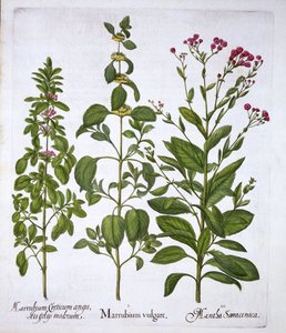 Marrubio blanco, marrubio y menta, de Hortus Eystettensis, por Basil Besler, pub. 1613 de German School