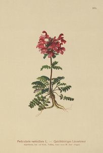 Pedicularis verticilada (Pedicularis verticillata) de German School