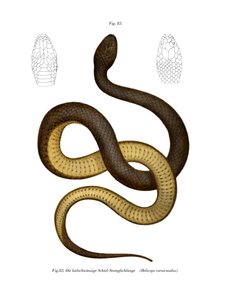 Serpiente de Keelback de Wied de German School