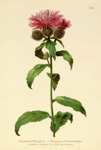 Centaurea Phrygia (Centaurea Phrygia) de German School
