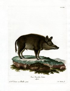 Jabalí