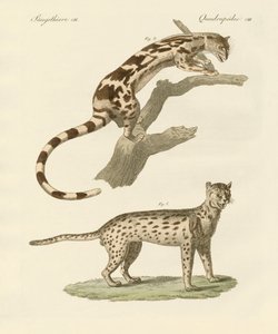 Animales salvajes de German School