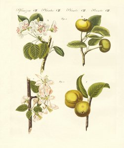 Tipos de frutas silvestres de German School