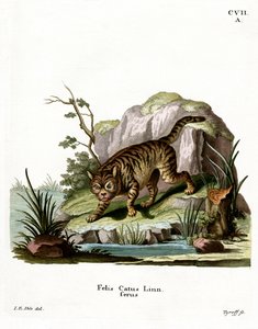 Gato montés de German School