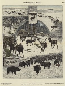 Alimentación de la fauna en invierno
