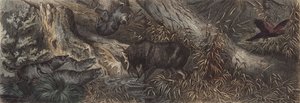 Fauna del norte de Rusia