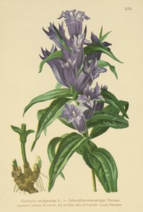 Genciana de sauce (Gentiana asclepiadea) de German School