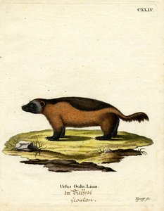 Glotón