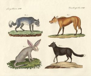 Lobos y zorros de German School