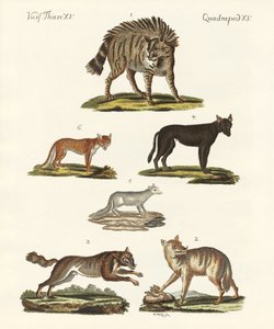 Lobos y zorros de German School