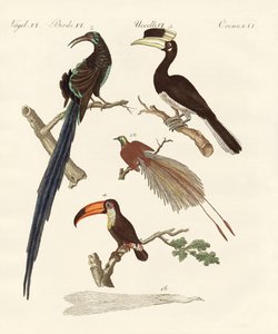 Aves maravillosas