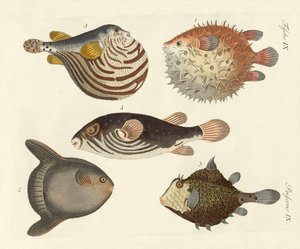 Peces maravillosos de German School