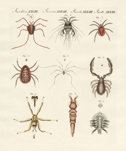 Insectos maravillosos de German School