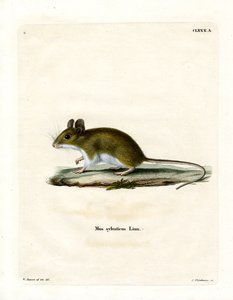 Ratón de campo de German School