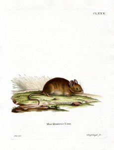 Ratón de Bosque de German School