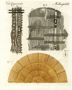 Anatomía de la madera