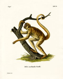 Mono Araña Lanudo