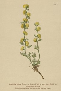 Ajenjo (Artemisia nitida, Artemisia lantana) de German School