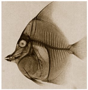 Radiografía de un pez c.1890 de German School