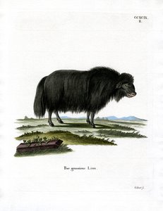 Yak de German School
