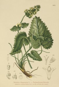 Betónica amarilla (Betonica Alopecurus, Stachys alopecuros) de German School