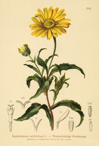 Ojo de buey amarillo (Buphthalmum salicifolium)