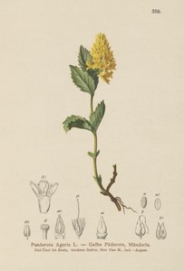 Paederota amarilla (Paederota Ageria, Paederota lutea) de German School